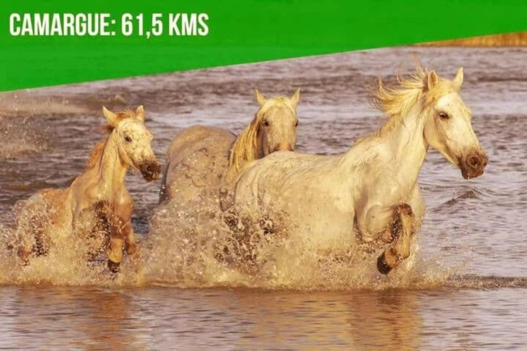 شقة Le Noe - Ac Clim - Wi-Fi أفينيون المظهر الخارجي الصورة